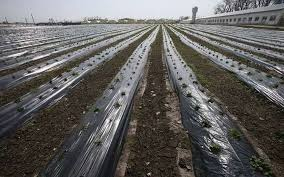 نایلون گلخانه ای با انعطاف پذیری بالا و نصب سریع و راحت